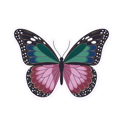 Exquisite Butterfly Illustration with Intricate Wing Patterns in Vibrant Colors