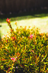 callistemon plant with green and red leaves australian native foliage close up
