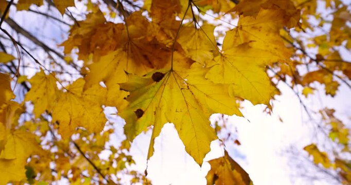 bright foliage of maple trees in sunny weather in the autumn season, bright foliage of deciduous trees on the branches before the fall