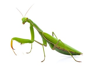 Green mantis stands on white, facing left with its forelegs raised as if praying