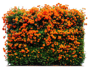 Dense hedge of vibrant orange trumpet-shaped flowers and green foliage
