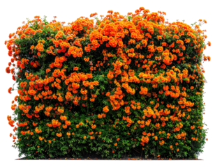 Dense hedge of vibrant orange trumpet-shaped flowers and green foliage