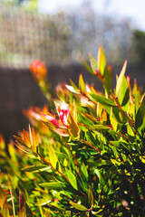 callistemon plant with green and red leaves australian native foliage close up