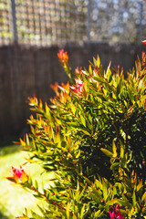callistemon plant with green and red leaves australian native foliage close up