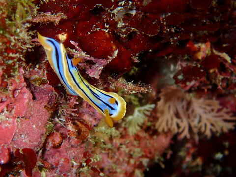 コールマンウミウシ