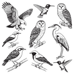 Obraz premium Hand Drawn Birds Collection Vintage Engraving