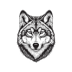 Fototapeta premium Wolf Head Detailed Vintage Etching