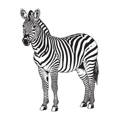 Zebra Hand Drawn Vintage Illustration