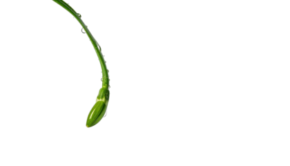 A close-up of a green, budding flower against a black backdrop