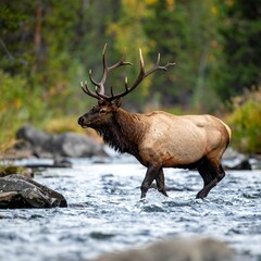 Fototapeta premium A majestic elk with impressive antlers wades through a shallow, rocky stream, surrounded by autumn foliage in its natural habitat
