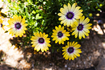 Osteospermum or Yellow African Daisy in sunny backyard