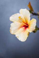 yellow cuban hibiscus flower on grey concrete patio background