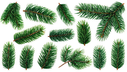 Assortment of vibrant, detailed evergreen branches against a dark backdrop