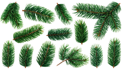 Assortment of vibrant, detailed evergreen branches against a dark backdrop