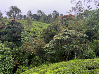 Lush green tea plantations and mixed vegetation covering hillsides in the scenic landscape of Valparai, a hill station in Coimbatore district, Tamil Nadu.