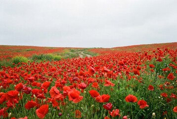 Vibrant red poppy field landscape with a narrow dirt path winding through rolling green hills