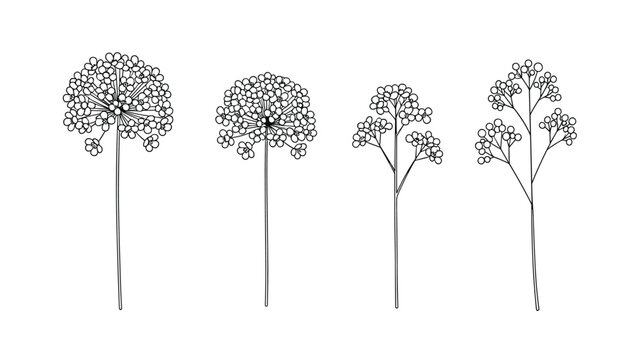 Set of four different flower stems, including allium and gypsophila, in a simple black and white line art illustration.