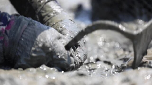 Digging for Manila Clams in the Mudflats of the West Coast - 한국 서해안 갯벌 진흙 속에서 갈고리로 바지락을 캐는 어민의 손길