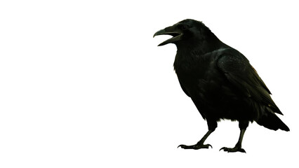 Obraz premium Angry crow cutout, transparent image.png. Cawing. Kitchen scraps. Natural predator. Garbage disposal. Black crow. Black bird.