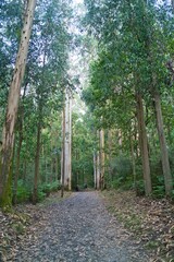 나무, 경로, 네이처, 길거리, green, 경관, 공원, 여름, 봄, 가을, 산책로, 목초, 나뭇잎, 길, 걷다, 단풍, 보도, 농촌, 통로, 국가