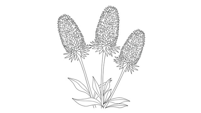 A detailed line art illustration of three liatris or blazing star flowers, hand-drawn in a clean black and white outline style.