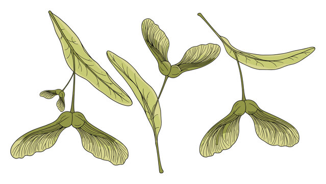 A set of three detailed botanical illustrations of maple tree seeds, or samaras, drawn in a vintage, colorful engraving style.