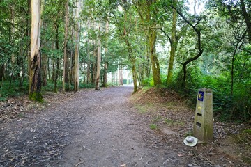 나무, 길거리, 경로, 네이처, 공원, green, 경관, 가을, 봄, 여름, 나뭇잎, 산책로, 단풍, 여행, 국가, 농촌, 아웃도어, 길, 골목, 걷다