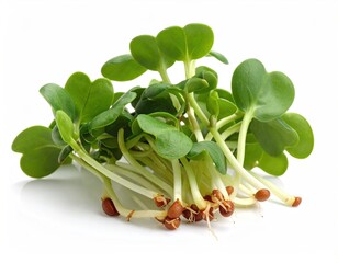 Close-up of fresh, leafy green sprouts with visible roots against white
