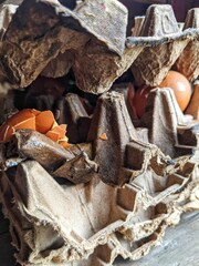 Broken eggs with shells were