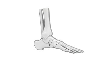 3D Human Foot Skeleton Anatomy on transparent background