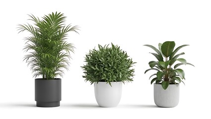 Obraz premium Three Potted Plants Isolated on White Background