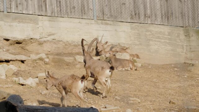 Markhors play on a rocky, dirt enclosure at the zoo. Several other markhors rest in the background. The playful markhors jump and run around. Wide shot. Slow motion.