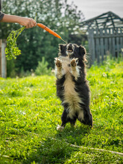 Happy cute dog jumping for a carrot treat in green garden.