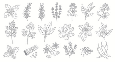 Collection of hand-drawn culinary herbs and spices outline illustrations