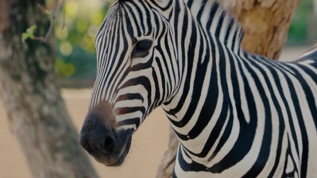 Close-up of a zebra's head and neck. Its black and white stripes stand out. The zebra looks calm and peaceful in its surroundings, possibly in a zoo or sanctuary.
