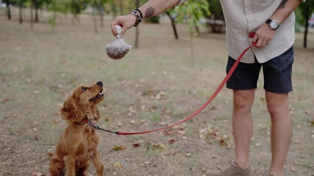 Man taking care of his adorable golden English Cocker Spaniel puppy in a park. Picking up dog waste and disposing of it responsibly. Responsible pet ownership, environmental awareness,