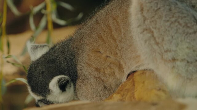 Close-up of a ring-tailed lemur in a zoo enclosure. The lemur has gray and white fur and large orange eyes. It is perched on a wooden beam, sniffing a smaller branch with green leaves.