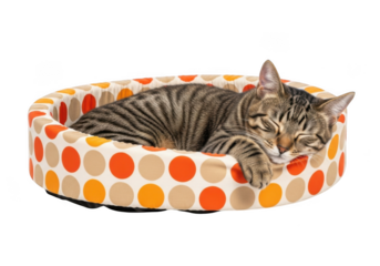 A sleeping tabby cat resting comfortably in a colorful polka dot bed on transparent background