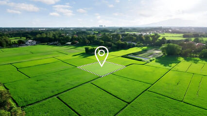 Aerial view of green rice fields with location marker