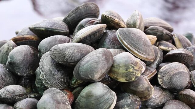 A Close-up of Freshly Harvested Manila Clams from the West Coast - 한국 서해안 갯벌에서 갓 채취한 싱싱한 바지락의 근접 촬영