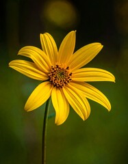 Obraz premium Vibrant Yellow Sunflower in Full Bloom Against a Dark Green Background.