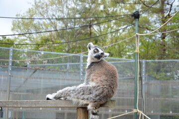 ふれあい広場のワオキツネザル