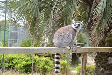 ふれあい広場のワオキツネザル