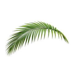 Obraz premium Green Palm Leaf on Transparent Background