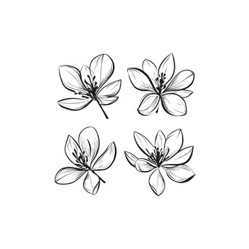 Locust Tree Flower line art vector