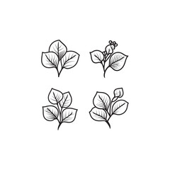 Obraz premium Malabar Spinach Flower icon line art illustration