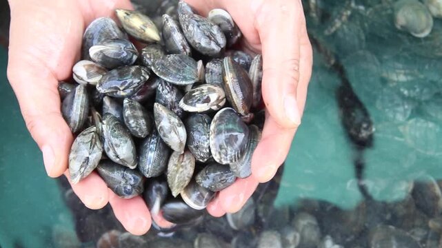 Hands Holding a Heap of Fresh Manila Clams - 한국 서해안 갯벌에서 갓 채취한 싱싱한 바지락 조개를 양손 가득 담은 모습