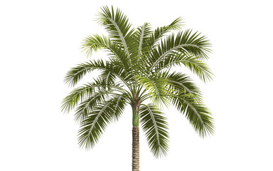 Obraz premium Tropical Palm Tree with Green Leaves