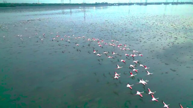 drone shot of flamingos at Navi Mumbai creek