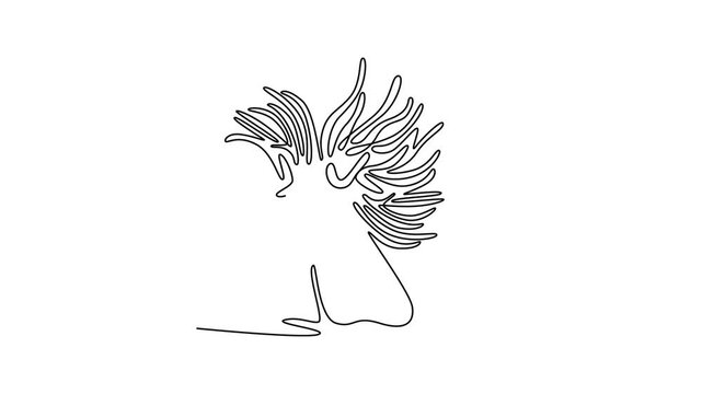 sea anemone. Sea animal concept. Single line draw design. Full length animation illustration. High quality 4k footage